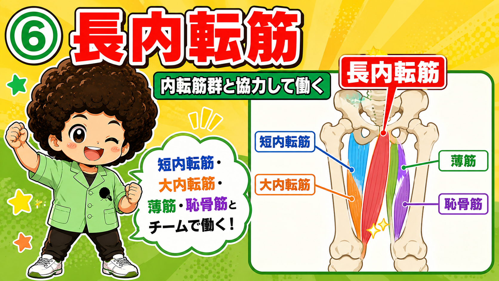 内転筋群の中での長内転筋の位置関係図