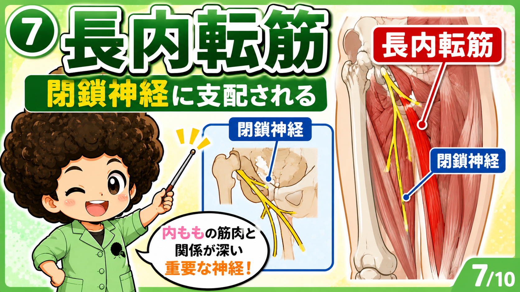 閉鎖神経に支配される長内転筋の図
