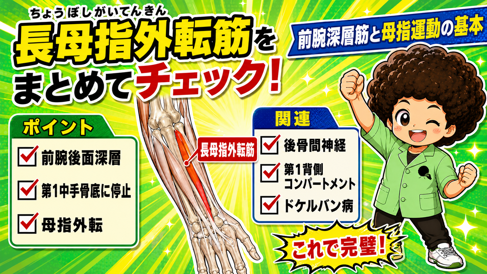 前腕後面深層にある長母指外転筋の位置と、尺骨・橈骨から第1中手骨底へ走る走行を示したイラスト