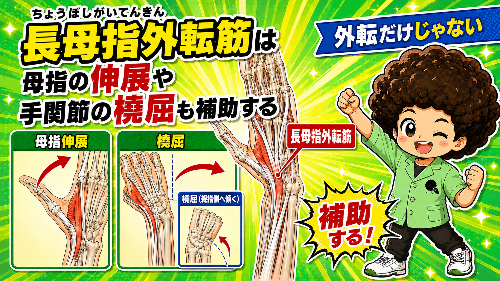 長母指外転筋 2