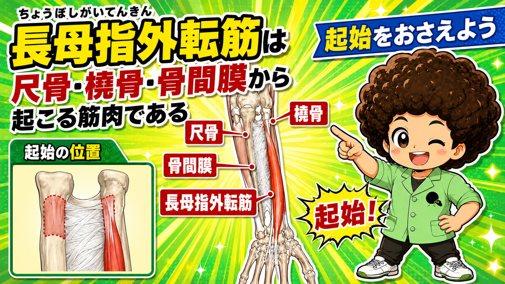 母指を外転させる長母指外転筋の作用を示すイラスト