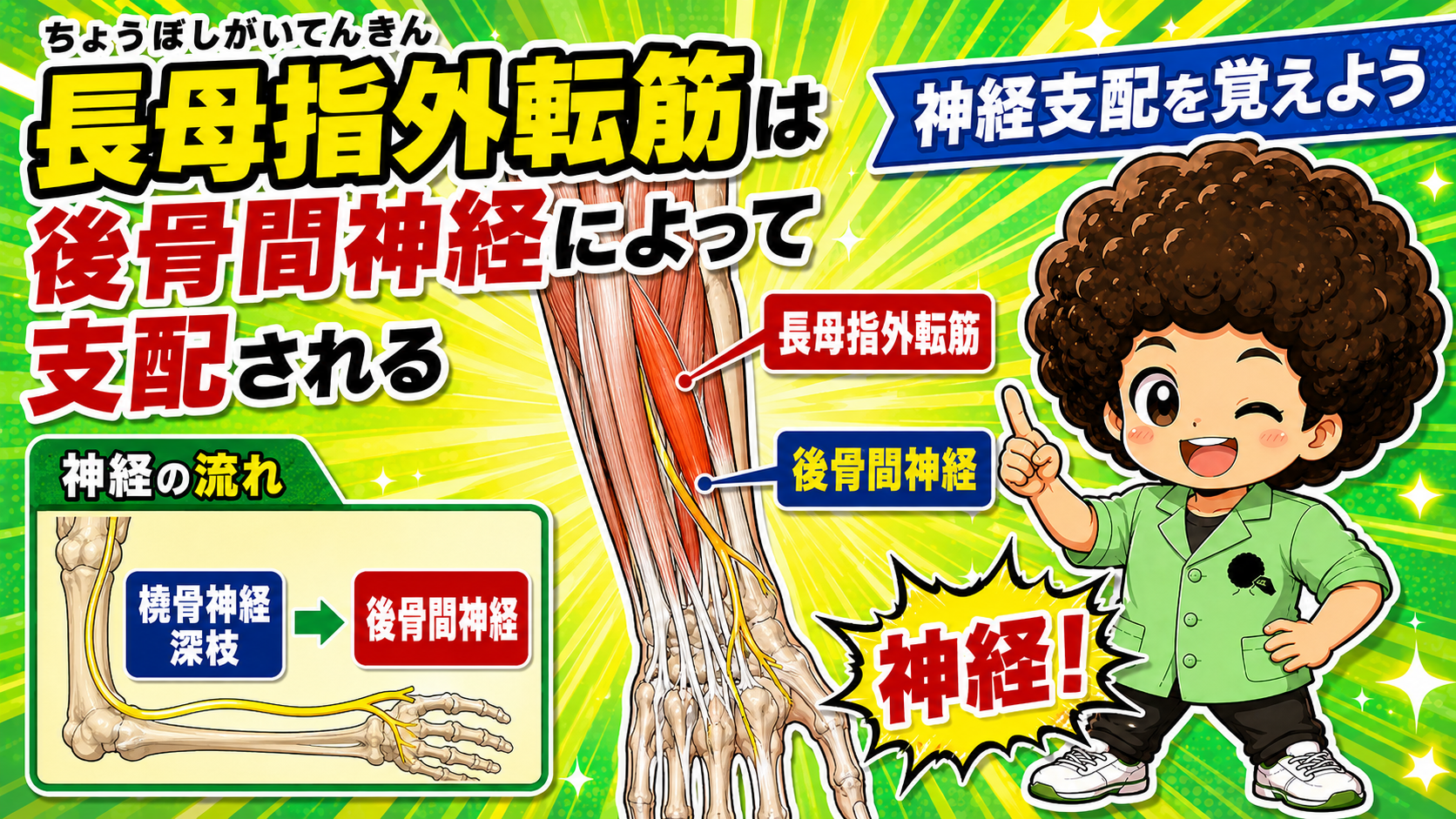 長母指外転筋 7