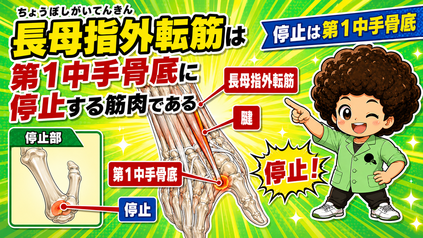 長母指外転筋の腱が通る第1背側コンパートメントを示すイラスト