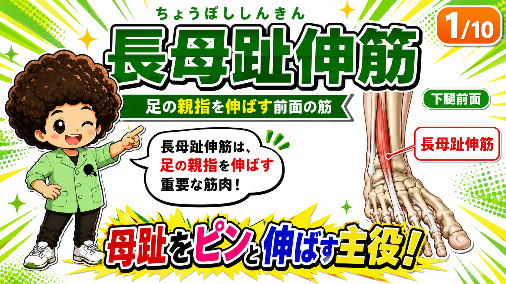 下腿前面から母趾へ向かう長母趾伸筋の位置を示した図
