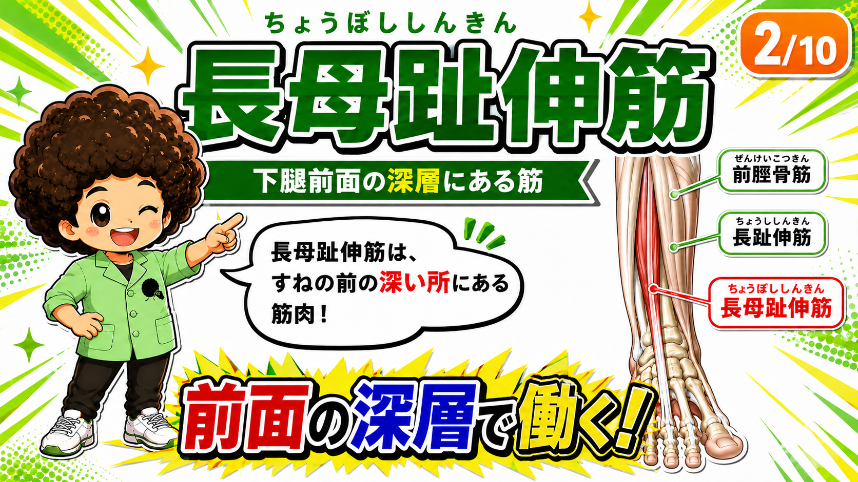 下腿前面深層の長母趾伸筋を示した図