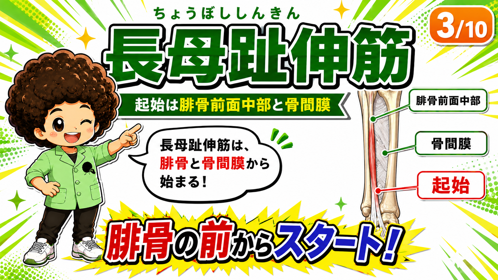 長母趾伸筋の起始部を示した図