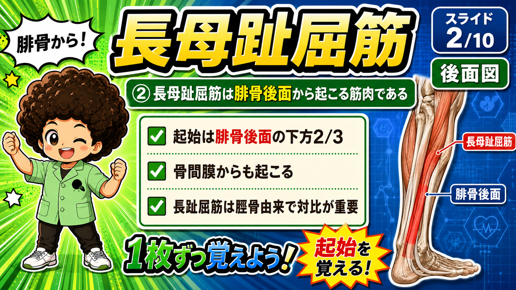後面図で腓骨後面から起こる長母趾屈筋を示した図