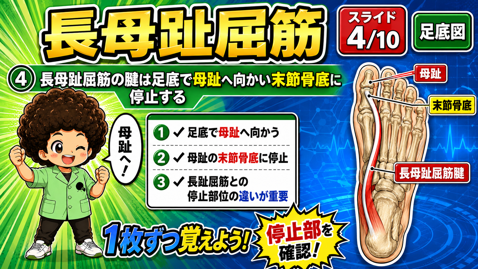足趾図で母趾屈曲を示した図