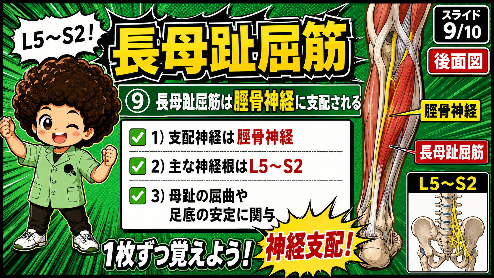 後面図で脛骨神経に支配される長母趾屈筋を示した図
