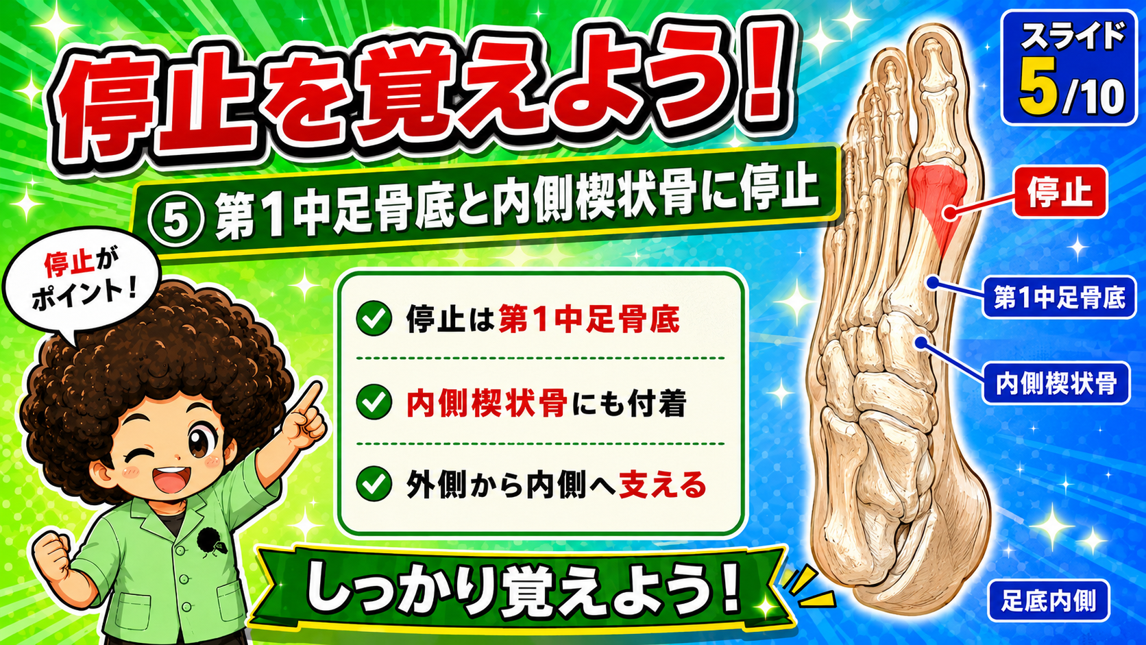 長腓骨筋の停止部を示した足底内側の図