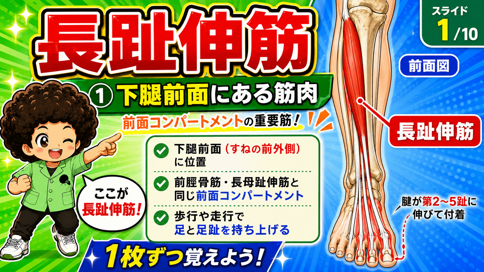 下腿前面から第2〜5趾へ向かう長趾伸筋の位置を示した前面図