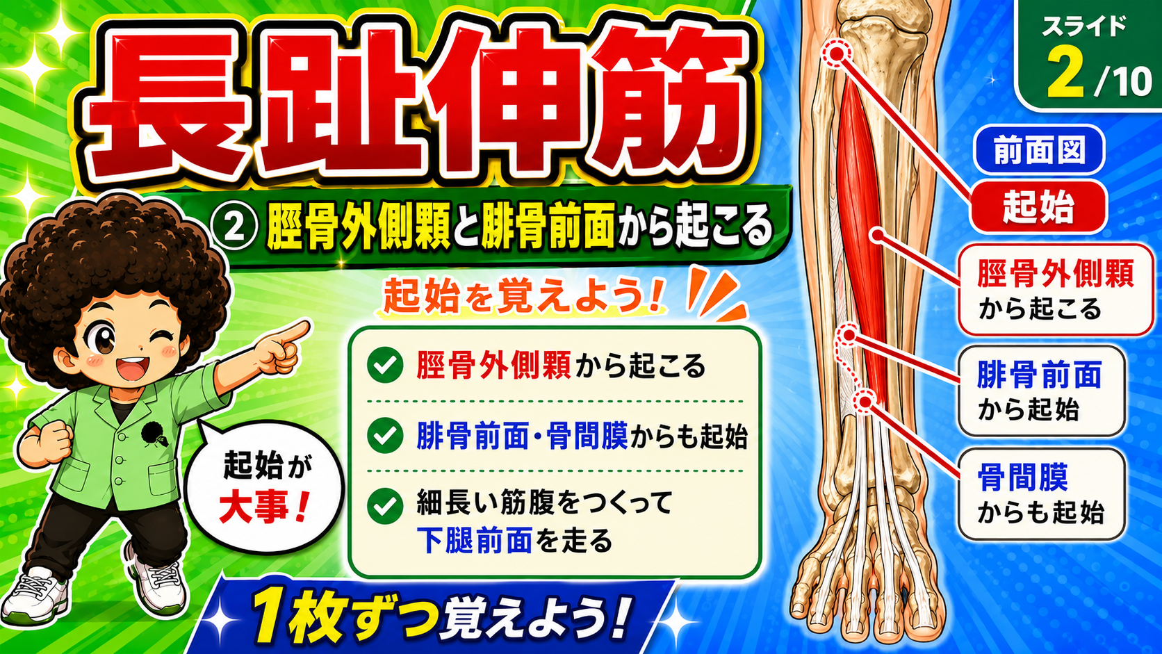 長趾伸筋の起始部を示した図