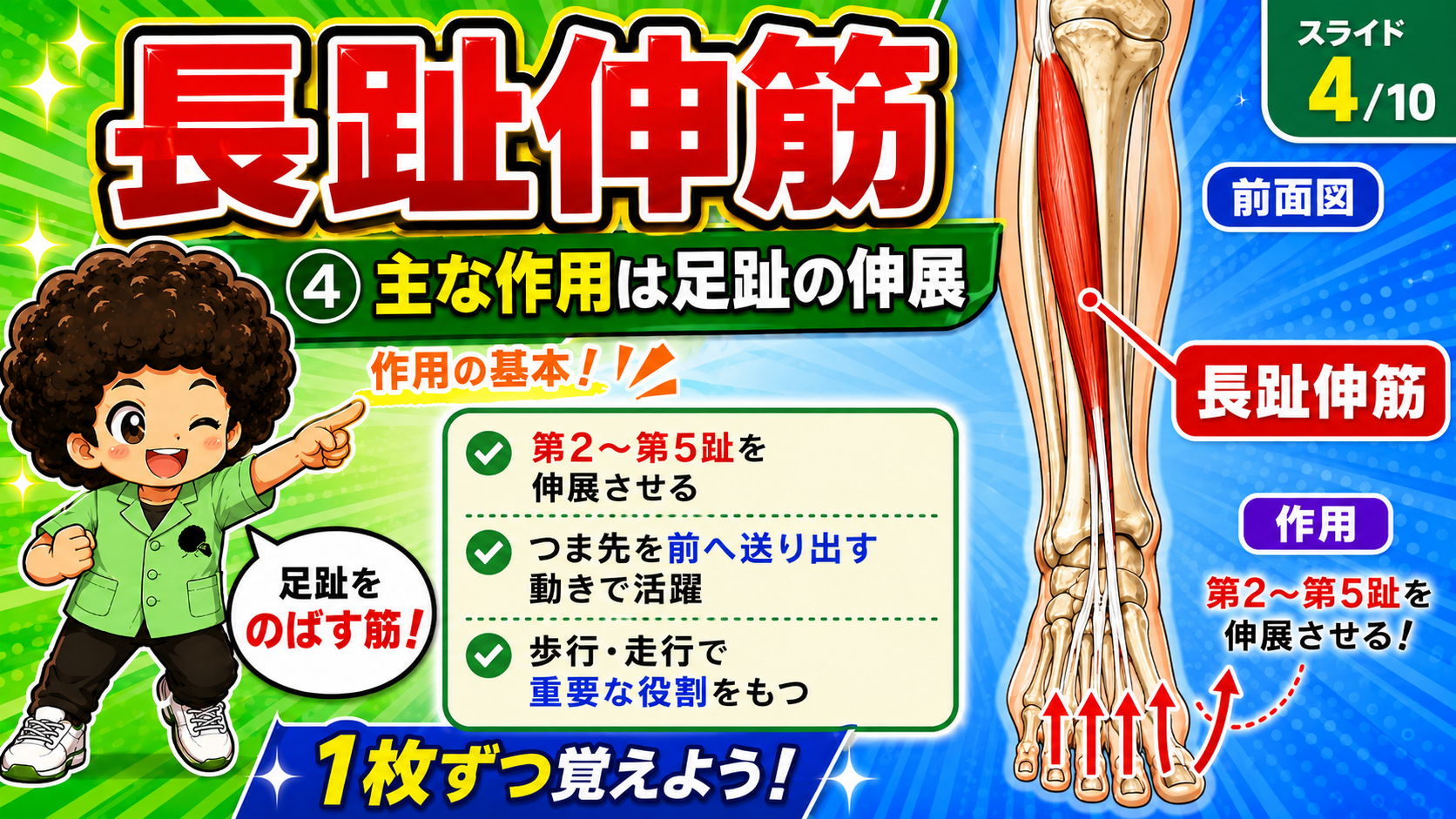 長趾伸筋による足趾の伸展を示した図
