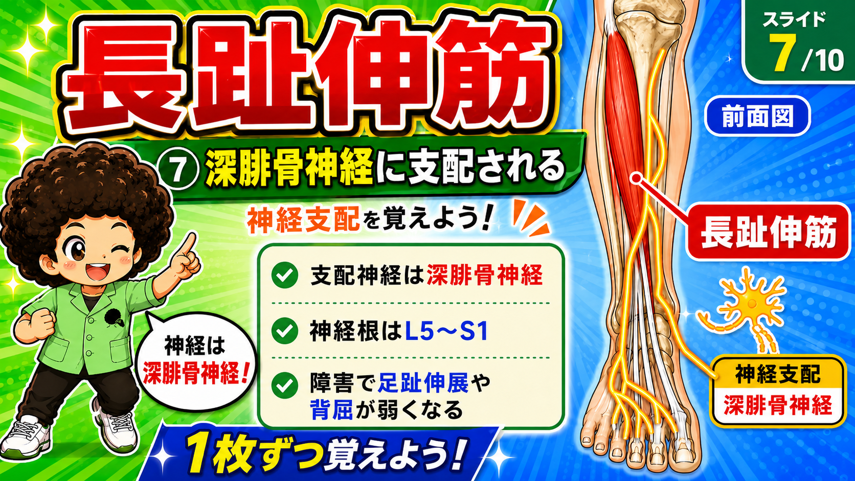 長趾伸筋を支配する深腓骨神経を示した図