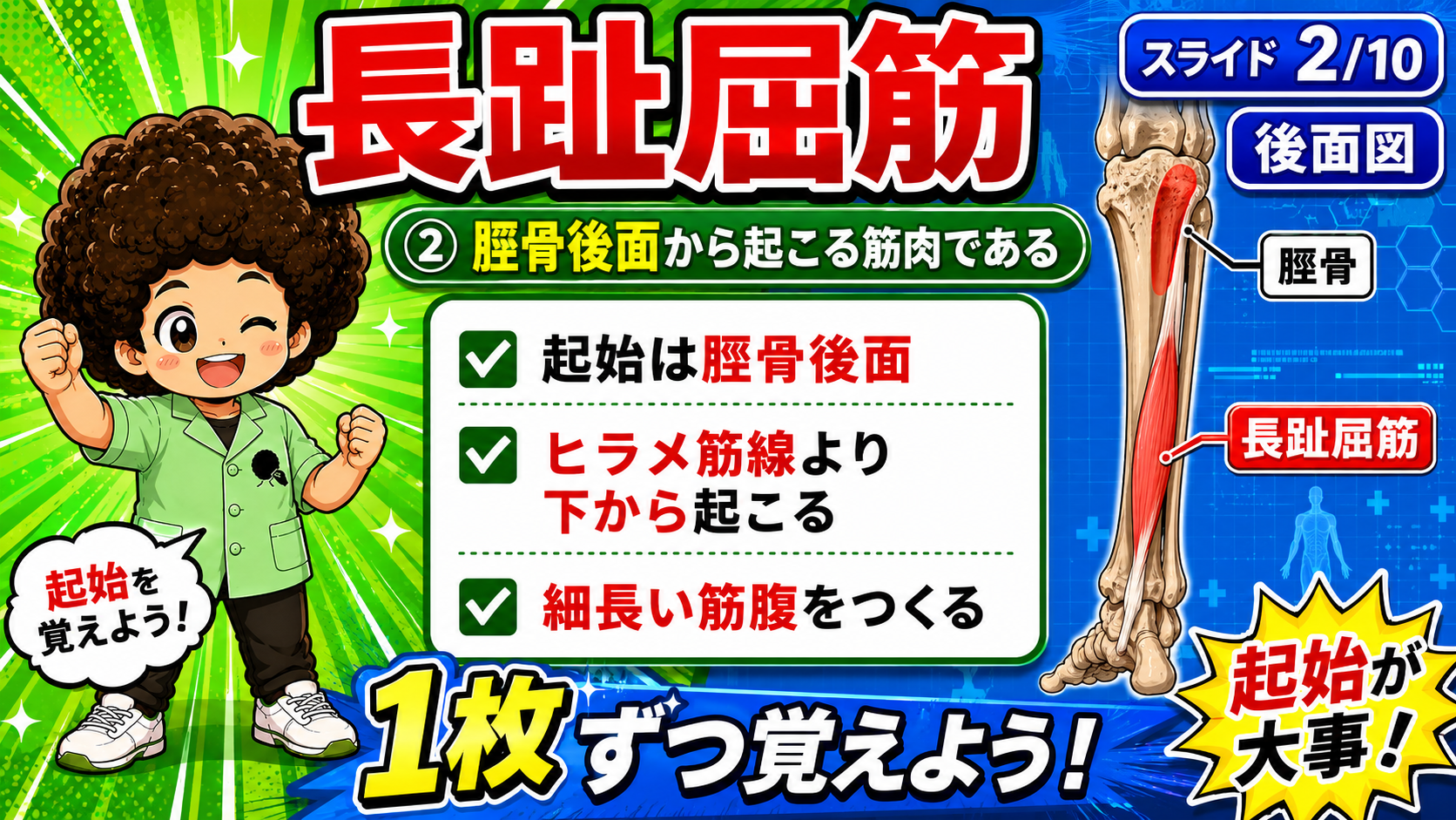 足趾運動図で第2〜5趾の屈曲を示した図
