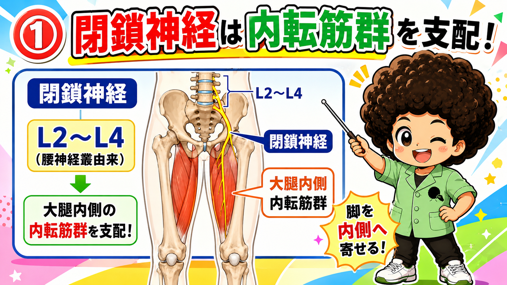 閉鎖神経が内転筋群を、大腿神経が大腿前面の筋を支配する関係を示したイラスト