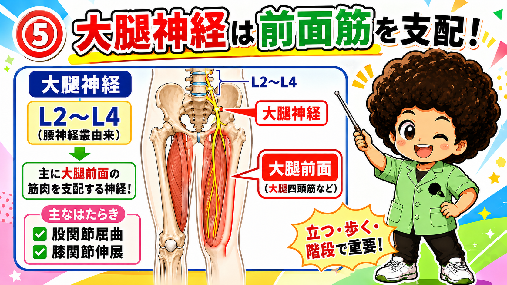 大腿神経が大腿前面の筋を支配することを示すイラスト