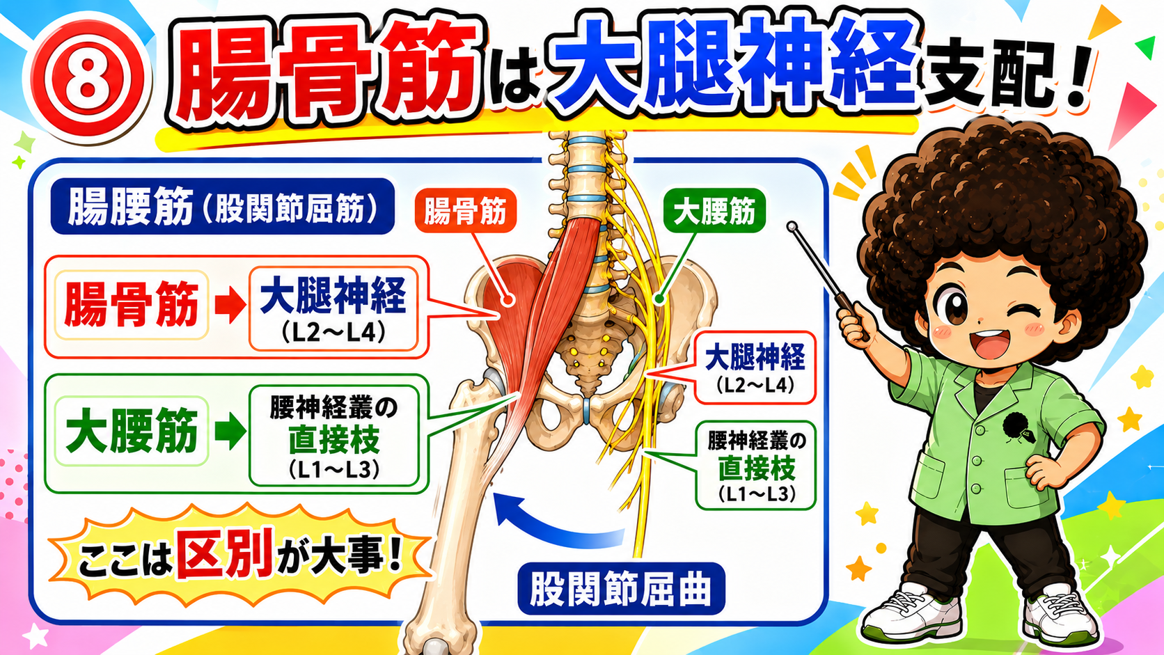 恥骨筋が閉鎖神経と大腿神経の両方に関係することを示すイラスト