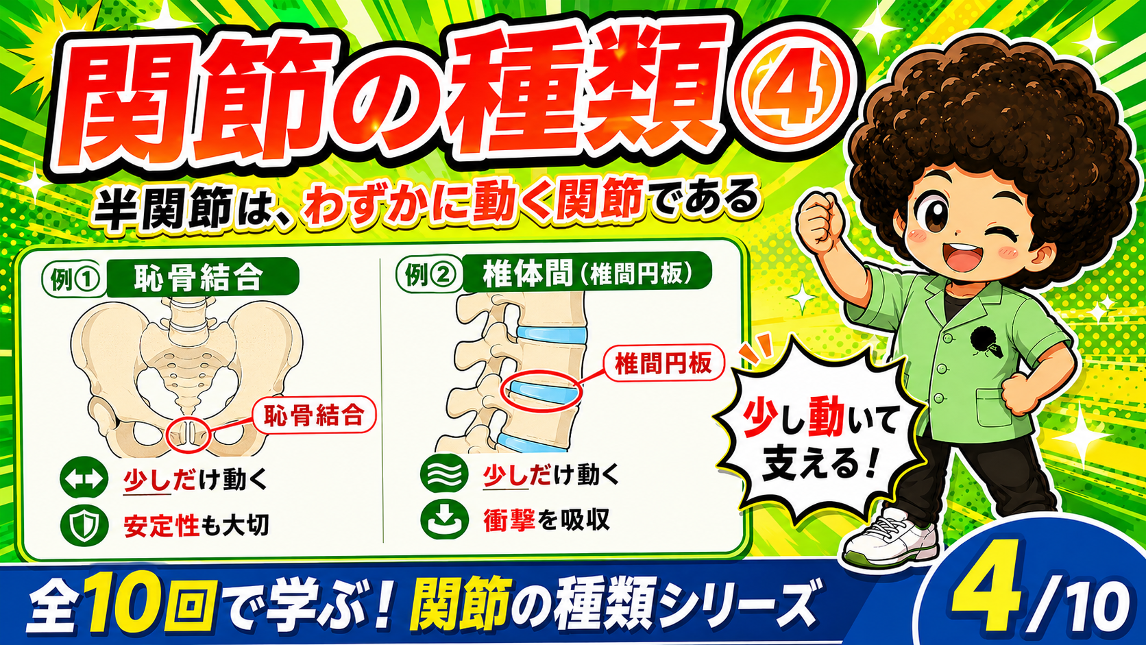 恥骨結合と椎間円板を示す半関節の図