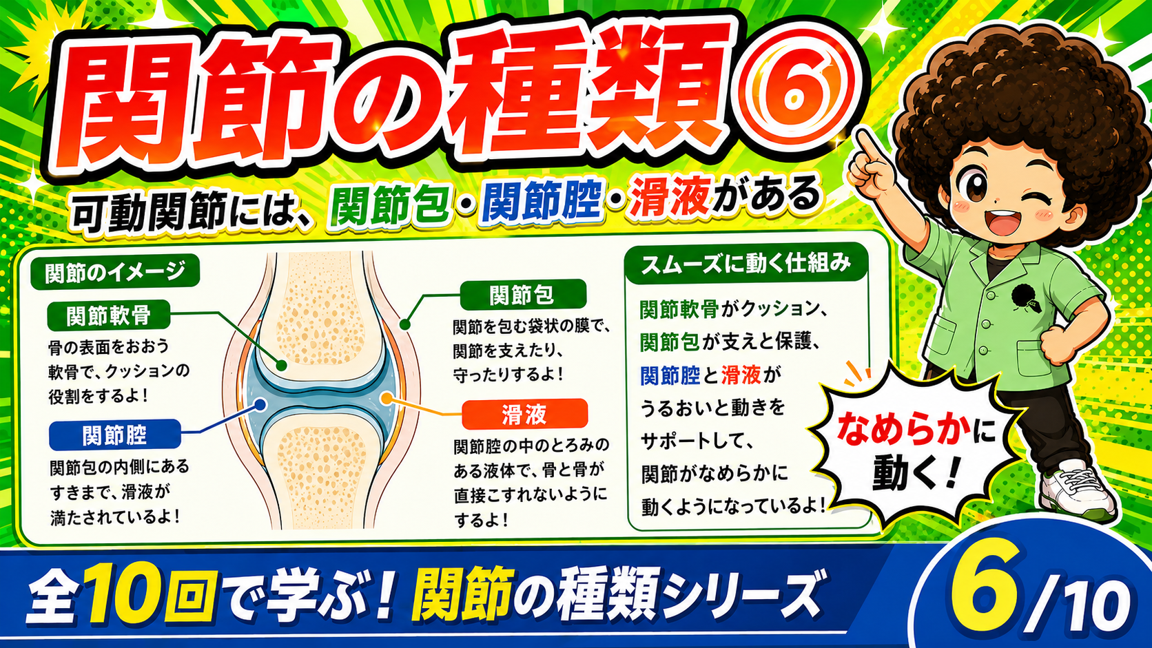 関節軟骨・関節包・関節腔・滑液を示す可動関節の図