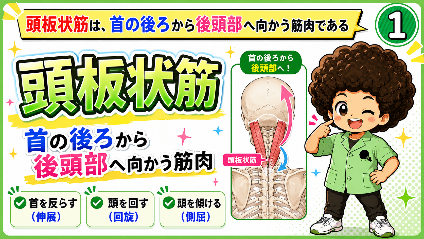 首の後ろから後頭部へ向かう頭板状筋の位置を示す背面の解剖図
