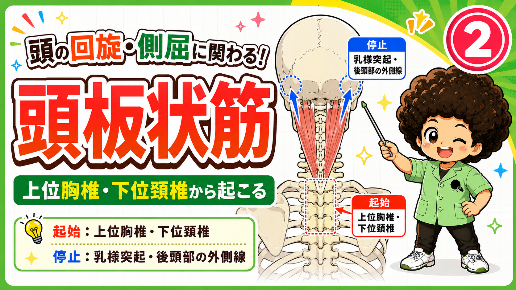 頭板状筋の起始と停止を示した解剖図