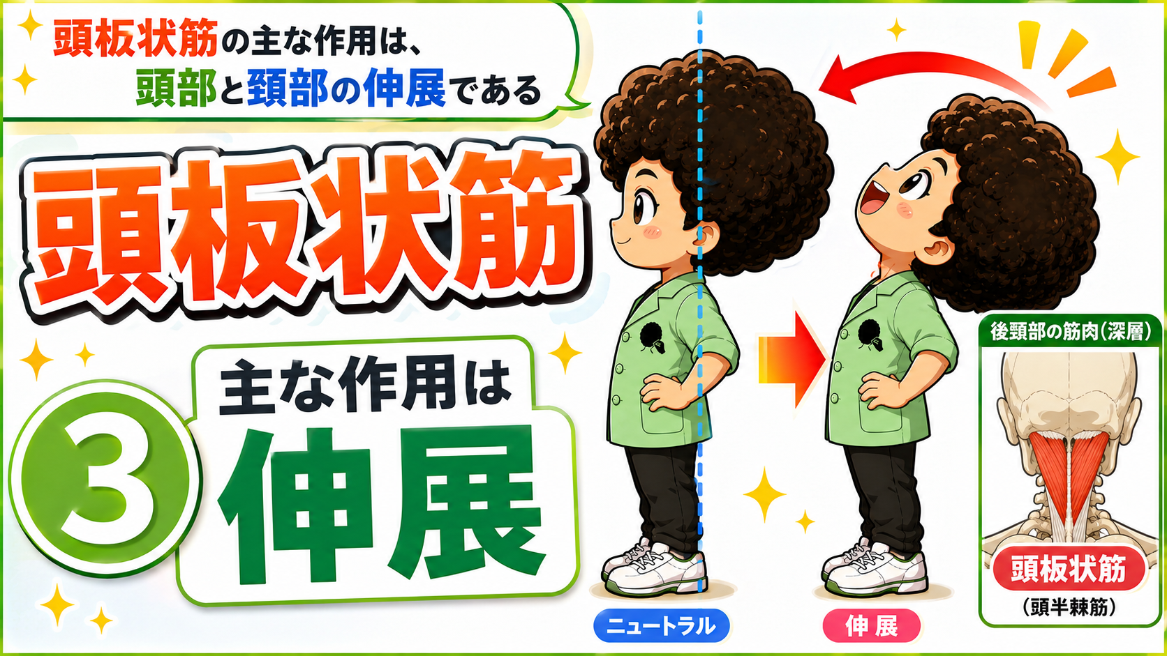 頭頸部を伸展させる頭板状筋の作用図