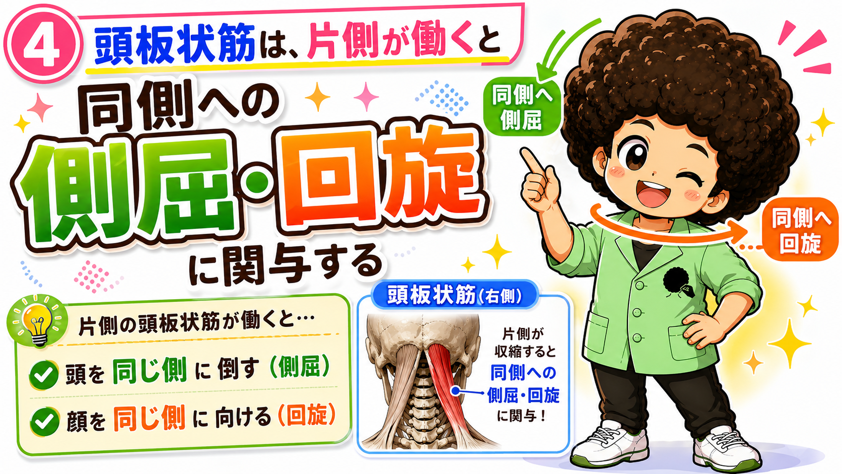 同側への側屈・回旋を示す頭板状筋の図