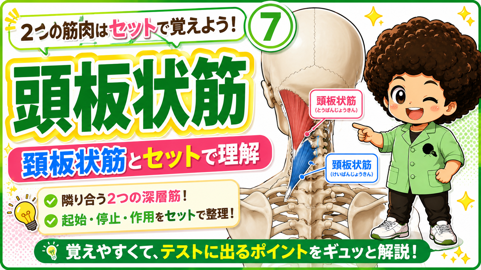頭板状筋と頸板状筋を並べて示した図