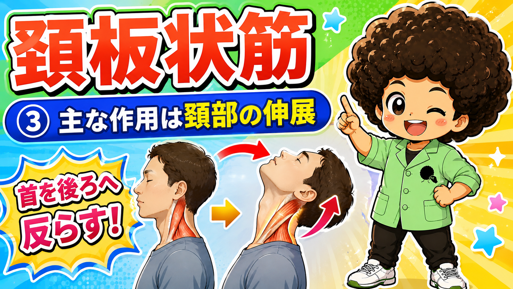頸部を伸展させる頸板状筋の作用図