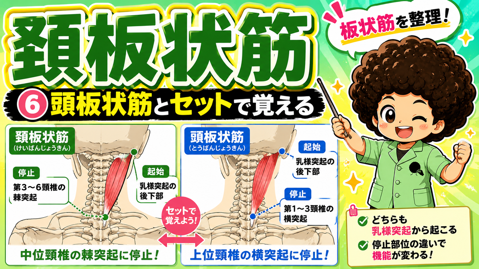 頸板状筋と頭板状筋を並べて示した図