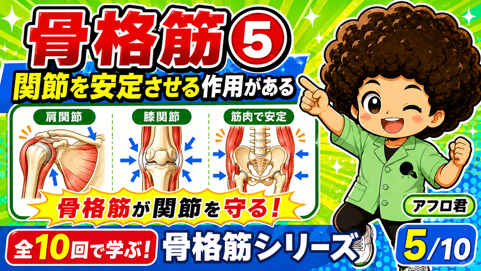骨格筋が関節を安定させ守る作用の図