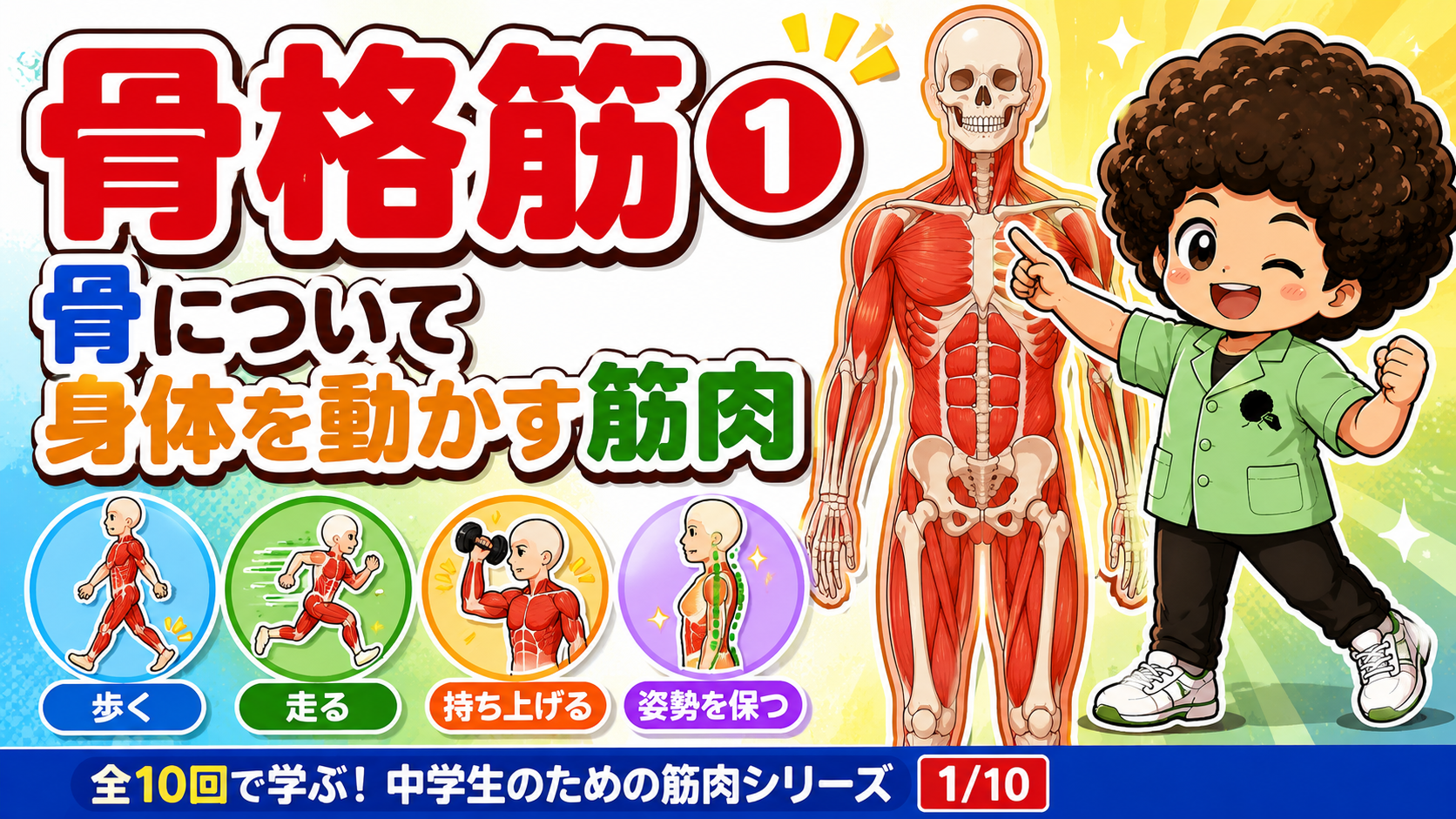全身の骨格筋を示し、体を動かす筋肉であることを表したイラスト