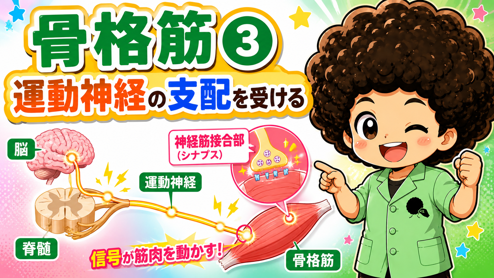 運動神経が骨格筋を支配し神経筋接合部で信号を伝える図