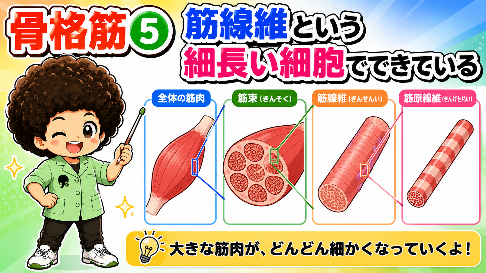 筋肉から筋束・筋線維・筋原線維へと細かくなる階層図