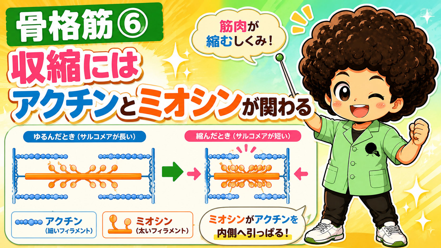 アクチンとミオシンによる筋収縮のしくみを示した図