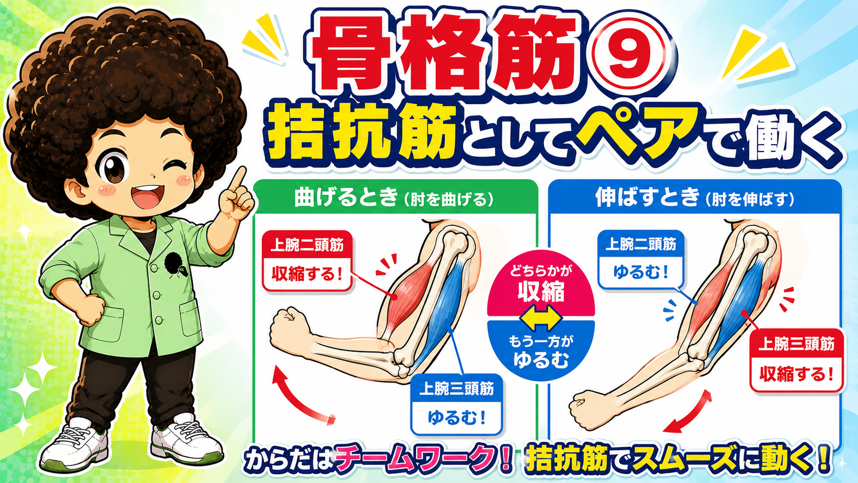 肘の屈曲・伸展で上腕二頭筋と上腕三頭筋が拮抗して働く図
