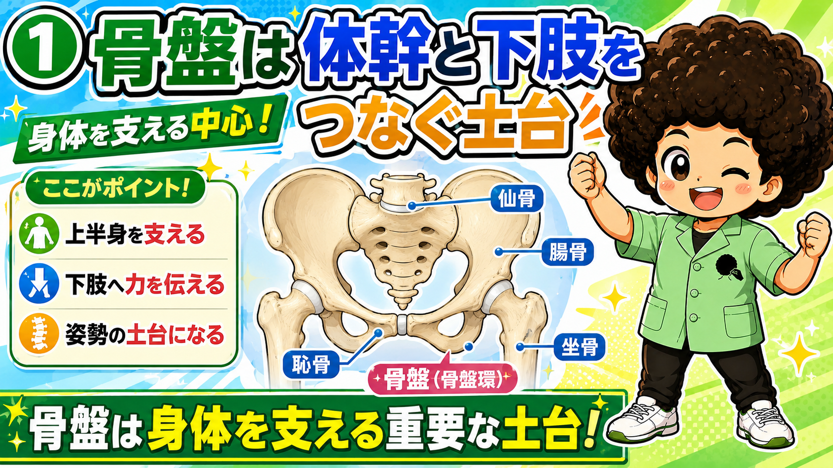 骨盤が体幹と下肢をつなぐ土台で仙骨・腸骨・坐骨・恥骨からなることを示す図