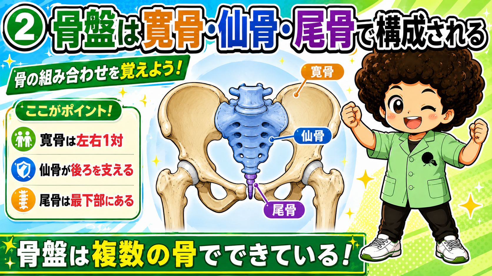 寛骨・仙骨・尾骨で構成される骨盤の図