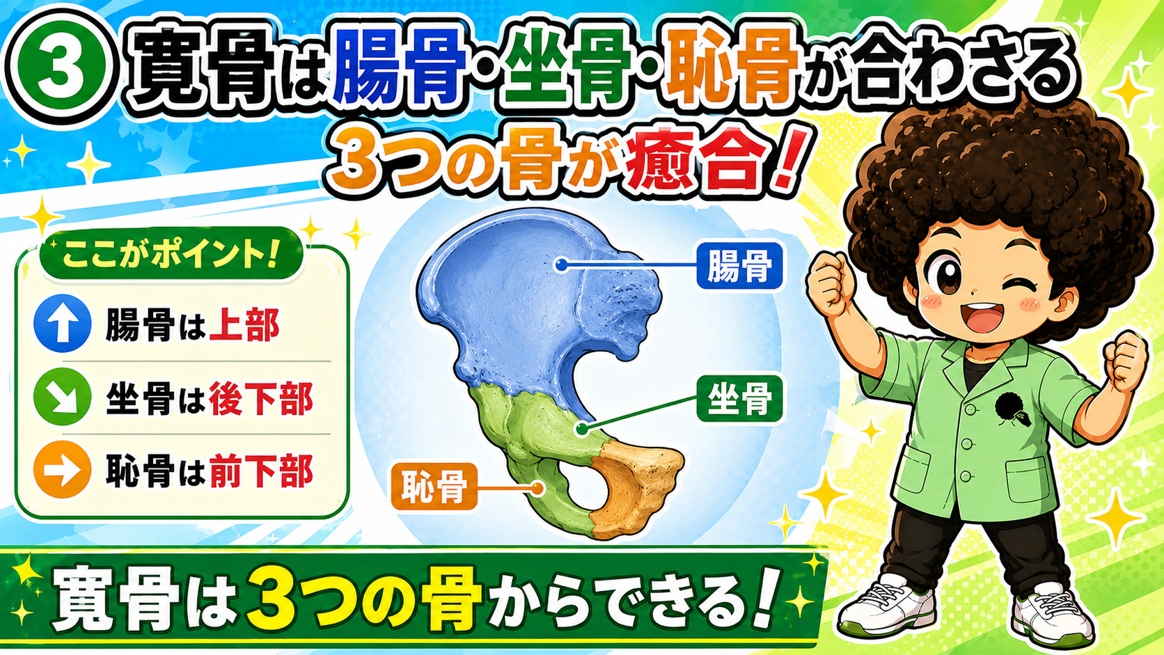 腸骨・坐骨・恥骨が癒合した寛骨の図
