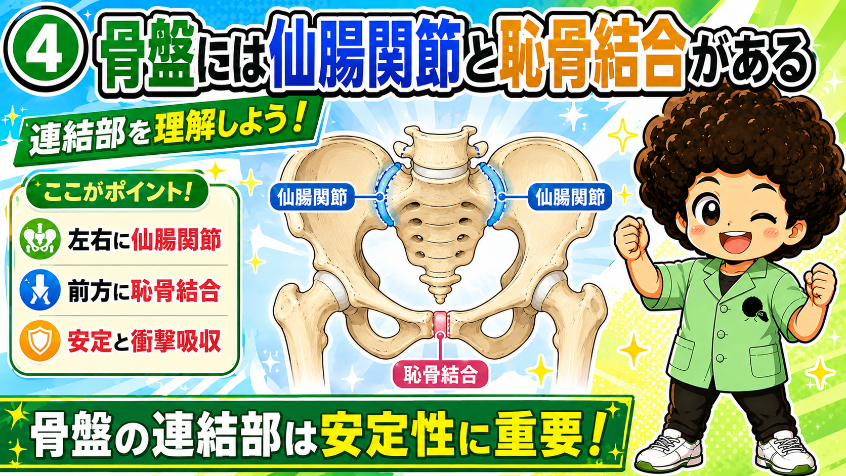 左右の仙腸関節と前方の恥骨結合を示す骨盤の図