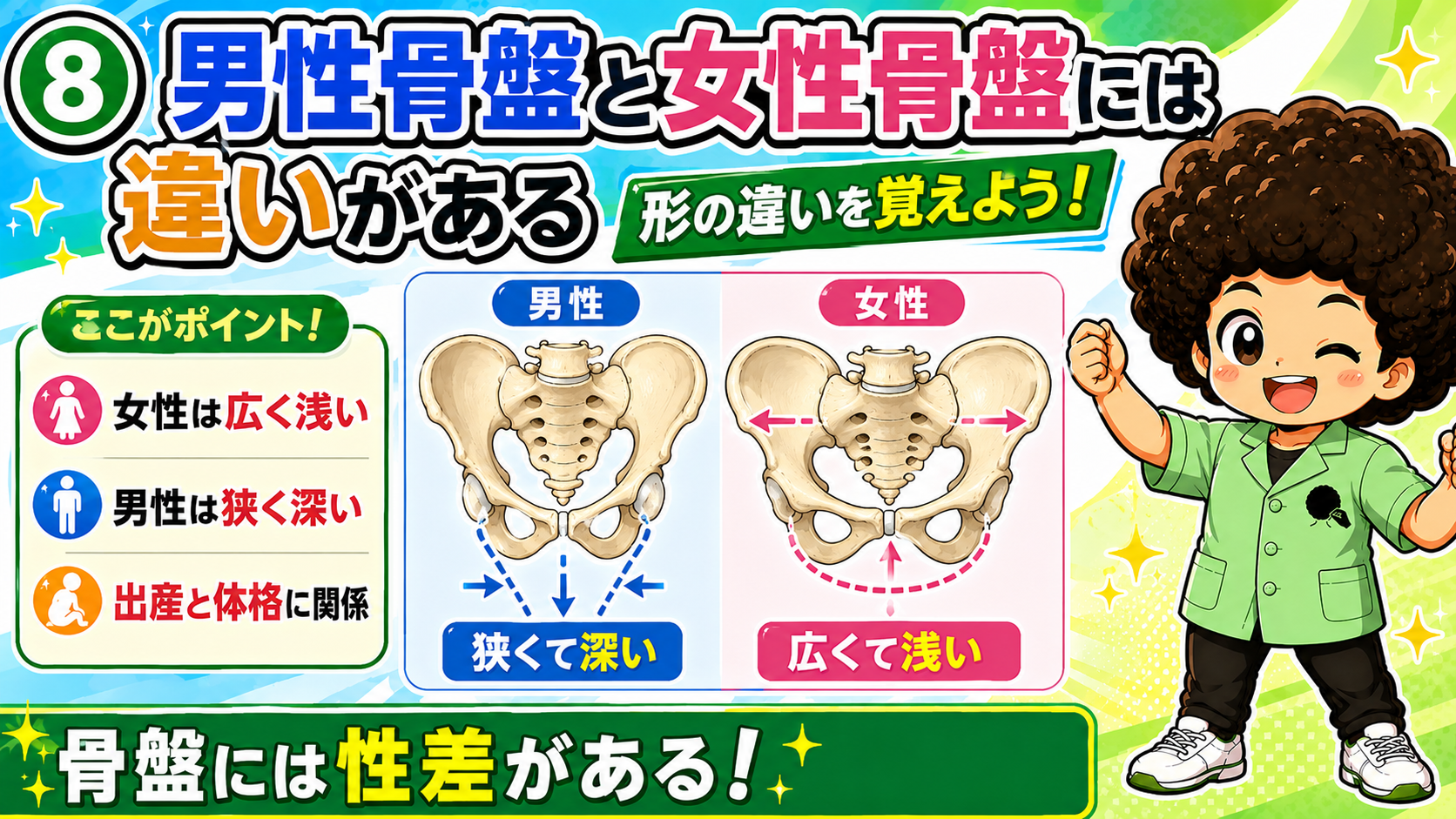 狭く深い男性骨盤と広く浅い女性骨盤を比較した図