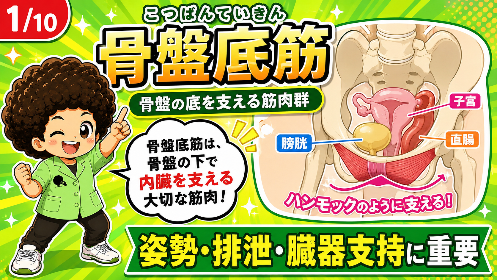 骨盤の底でハンモックのように内臓を支える骨盤底筋の図