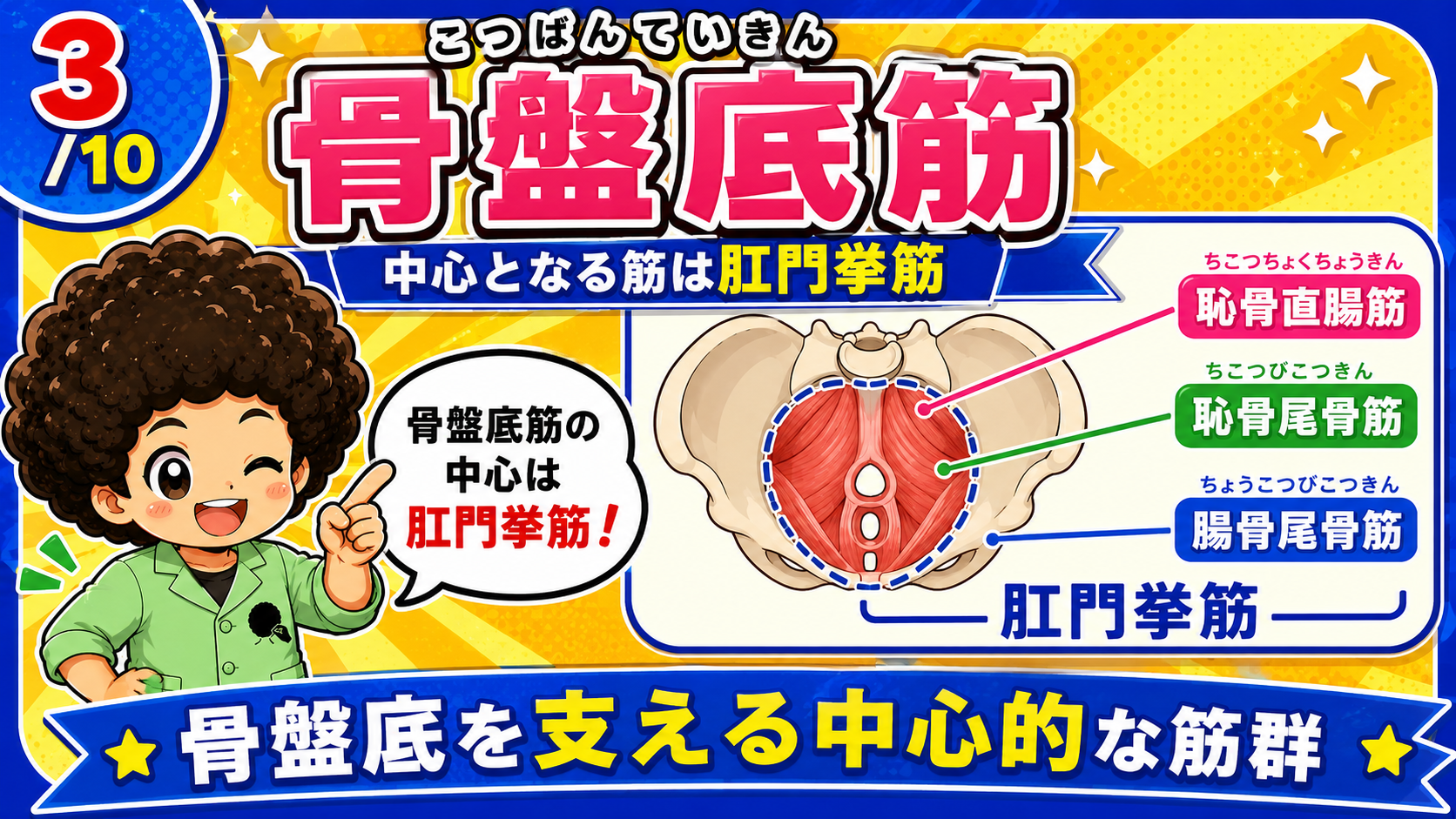 肛門挙筋を構成する恥骨直腸筋・恥骨尾骨筋・腸骨尾骨筋を示した図