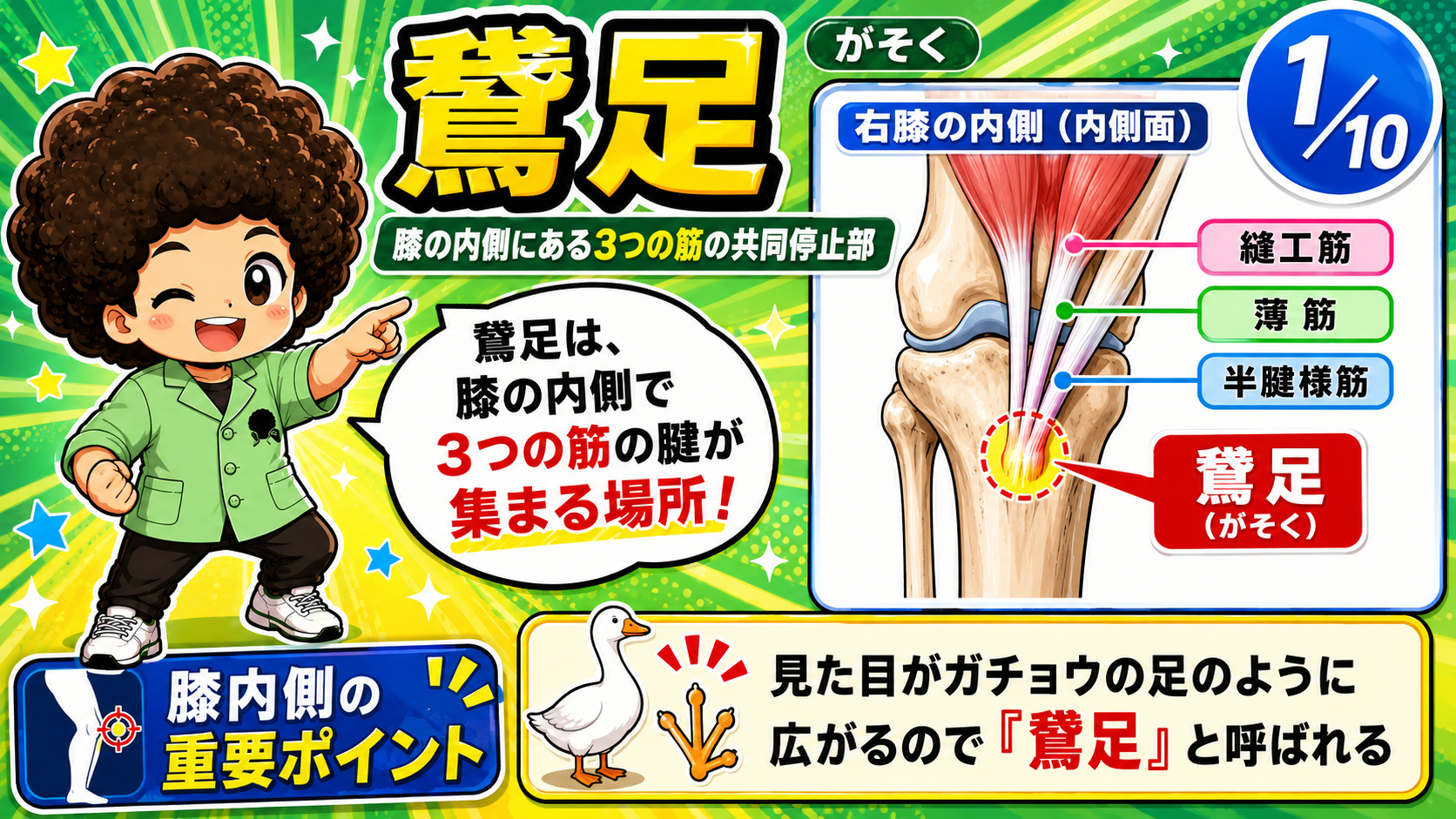 縫工筋・薄筋・半腱様筋の腱が膝内側の脛骨に集まり鵞足を形成する図