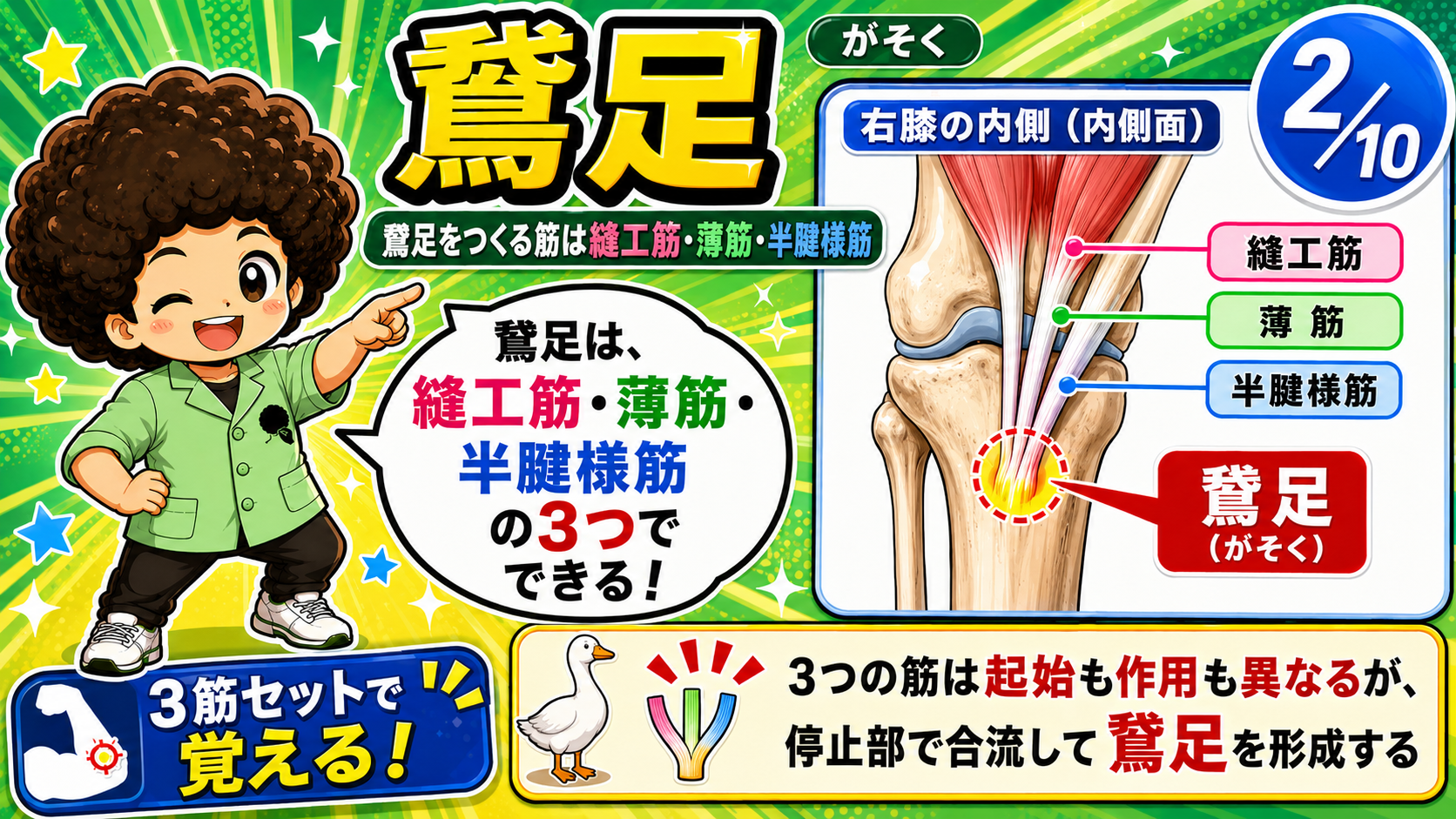 縫工筋・薄筋・半腱様筋の3腱が鵞足に集まる図
