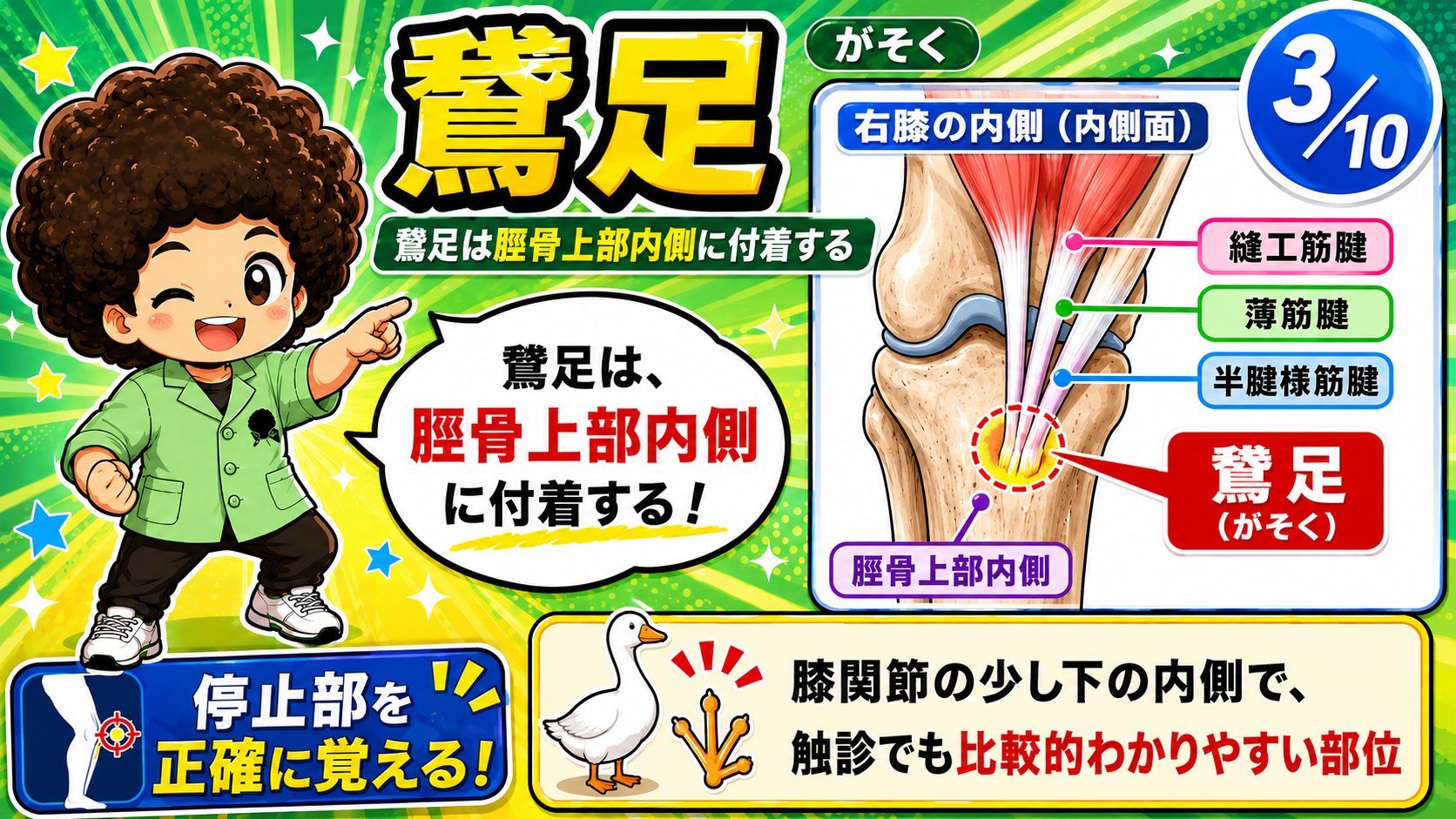 鵞足が脛骨上部内側に付着する膝内側面の図