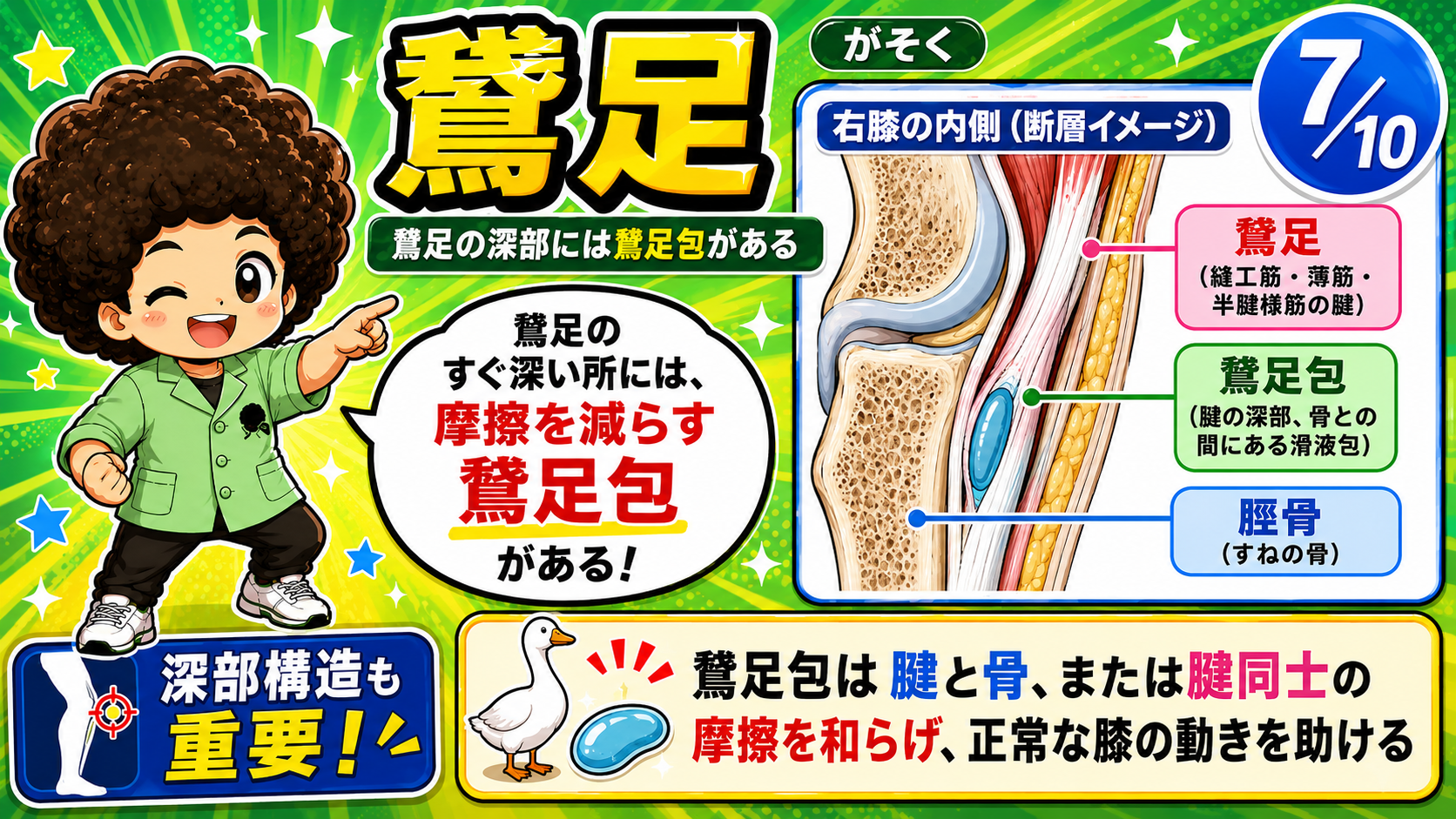 鵞足の深部にある鵞足包を示した右膝内側の断層図