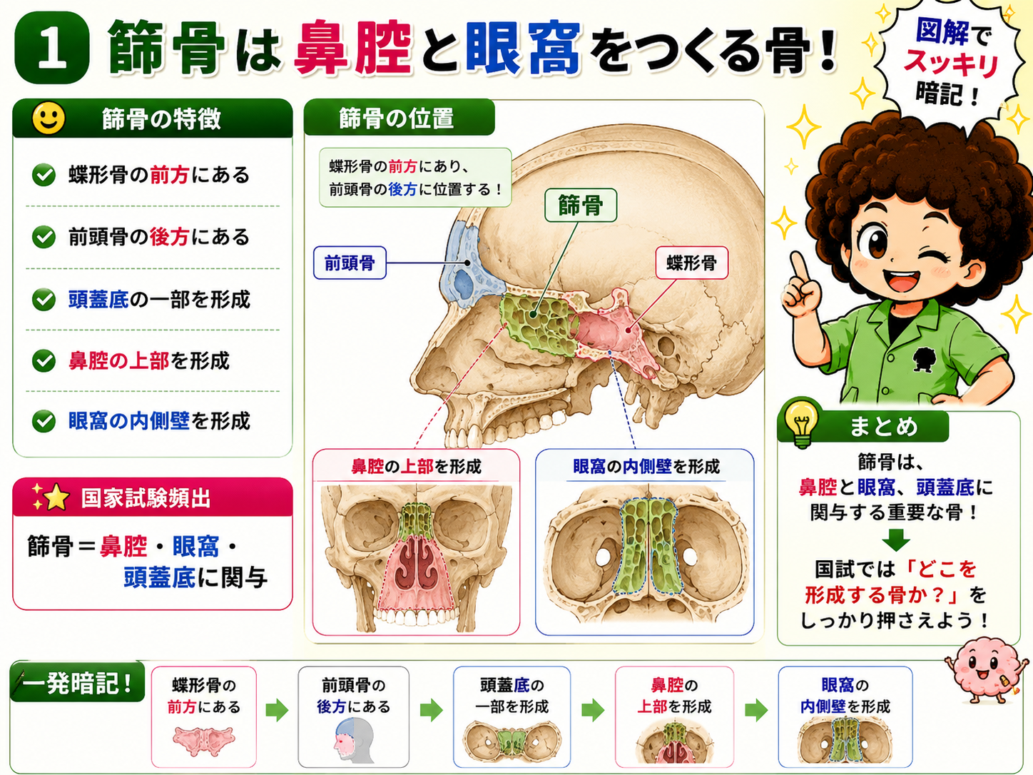 篩骨｜篩骨 1