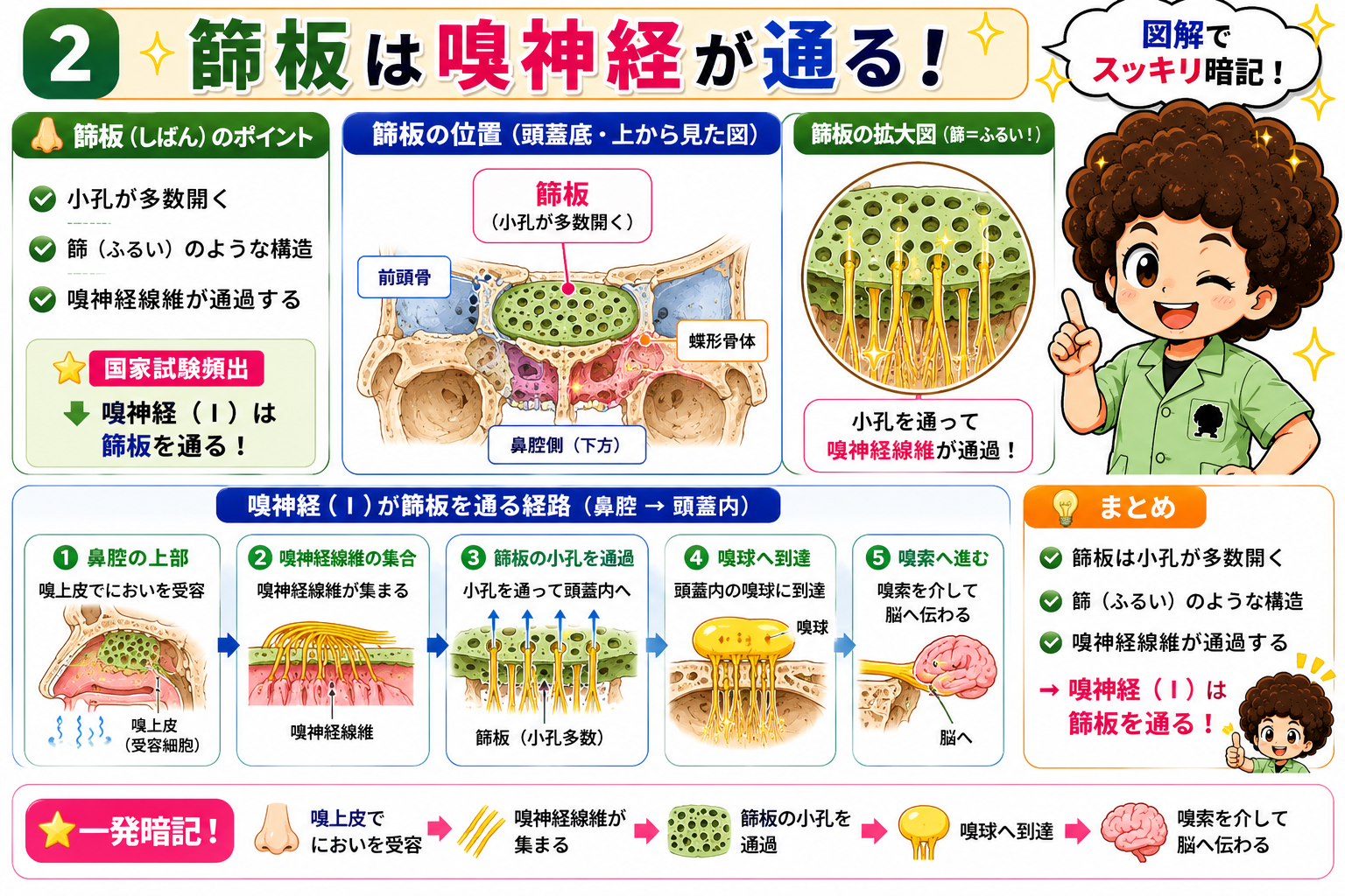 篩板の小孔を嗅神経線維が通過し、嗅球・嗅索を経て脳へ伝わる
